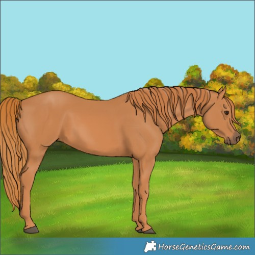 Horse Color:Chestnut 