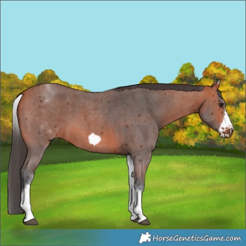 Horse Color:White Spotted Bay Sabino Frame 