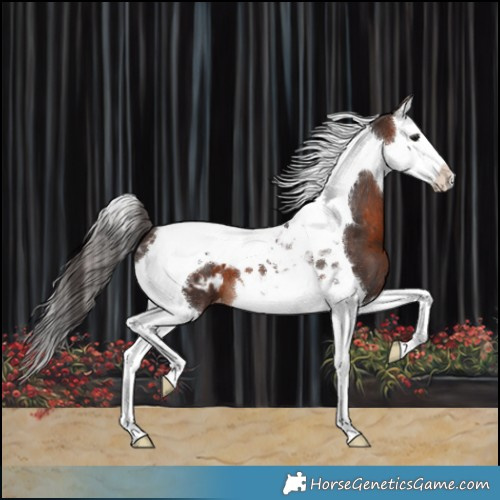 Horse Color:Brown Splash Tobiano Appaloosa 