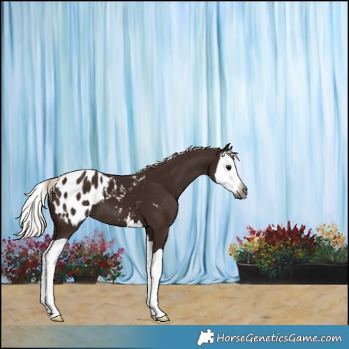 Horse Color:Gray Silver Black Splash Appaloosa 
