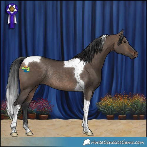 Horse Color:Bay Dun Tobiano Rabicano 