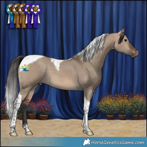 Horse Color:Bay Dun Tobiano Rabicano 