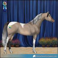 Horse Color:Bay Dun Tobiano Rabicano 