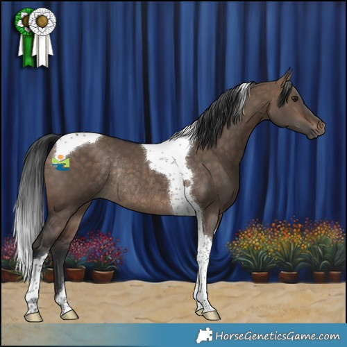 Horse Color:Bay Dun Tobiano Rabicano 