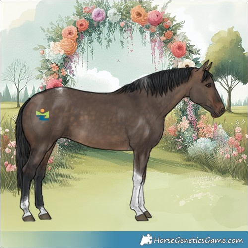 Horse Color:Bay Dun Tobiano 