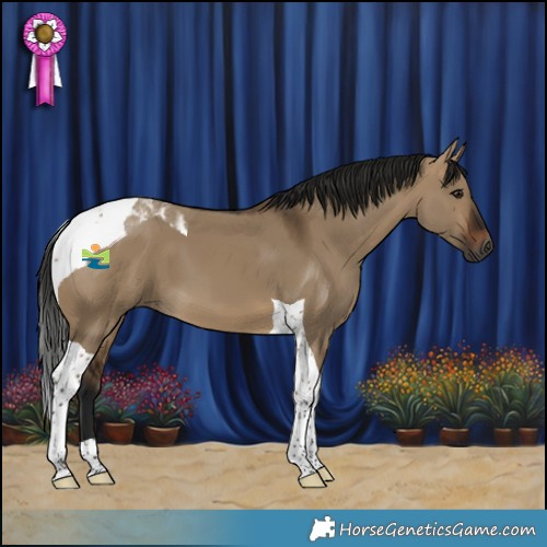 Horse Color:Gray Bay Dun Tobiano 