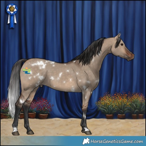 Horse Color:White Spotted Bay Dun 