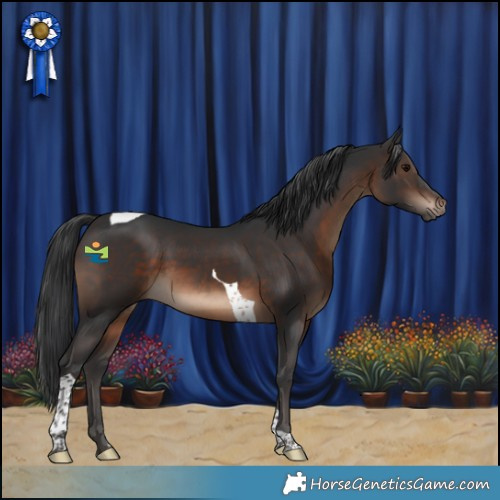 Horse Color:Brown Tobiano 