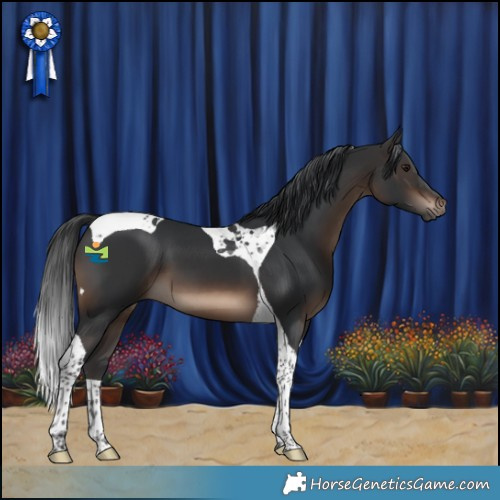 Horse Color:Brown Tobiano 