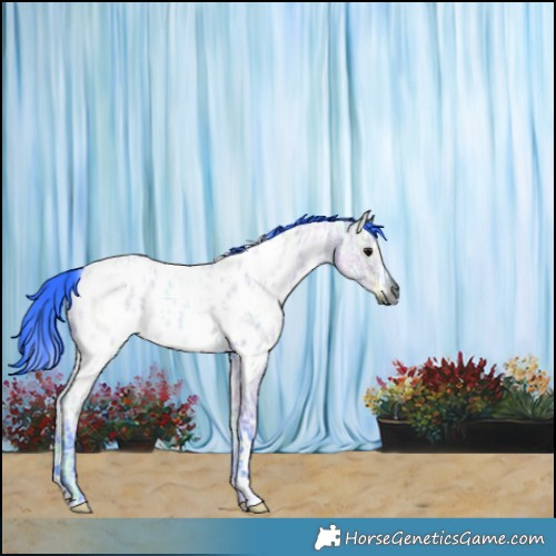 Horse Color:Gray Watercolor White Spotted Grullo Ice Roan Appaloosa 