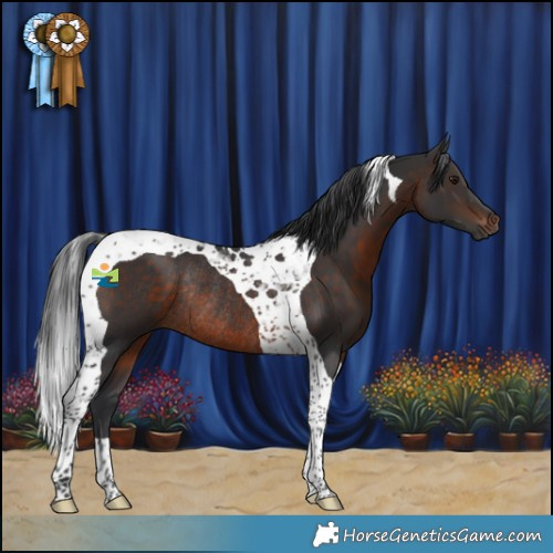 Horse Color:Brown Tobiano Rabicano