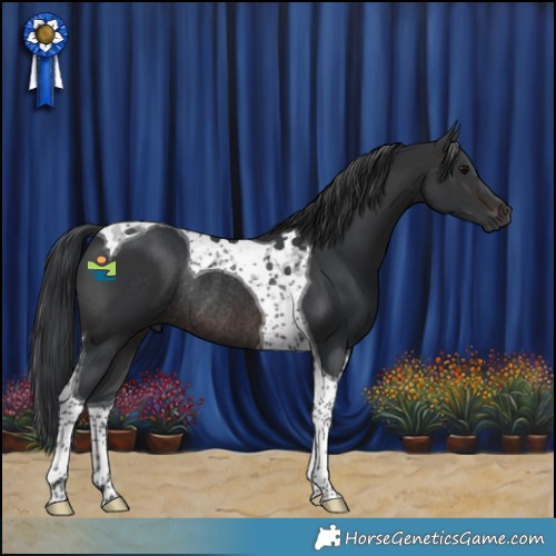 Horse Color:Brown Tobiano Rabicano 