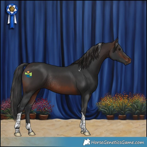 Horse Color:Brown Tobiano Rabicano 