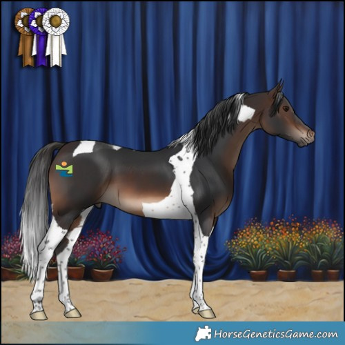 Horse Color:Brown Tobiano 