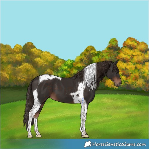 Horse Color:Liver Chestnut Tobiano 