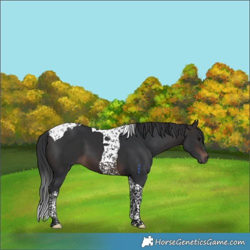 Horse Color:Brown Tobiano 