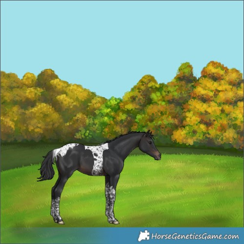 Horse Color:Brown Tobiano 
