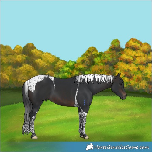 Horse Color:Brown Tobiano 