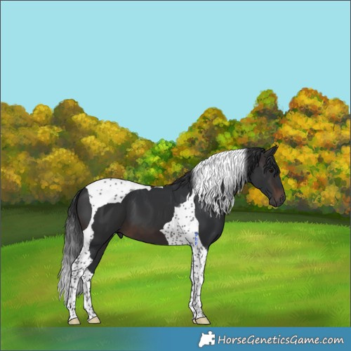 Horse Color:Brown Tobiano 