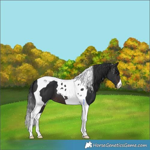 Horse Color:Brown Tobiano 