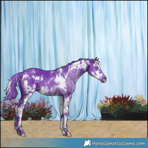 Horse Color:Watercolor White Spotted Black Splash 