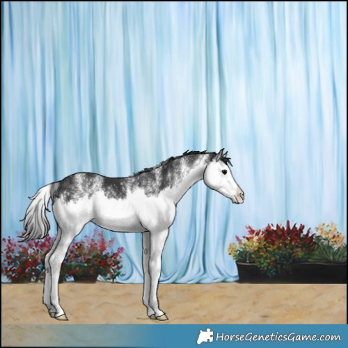 Horse Color:White Spotted Black Splash 