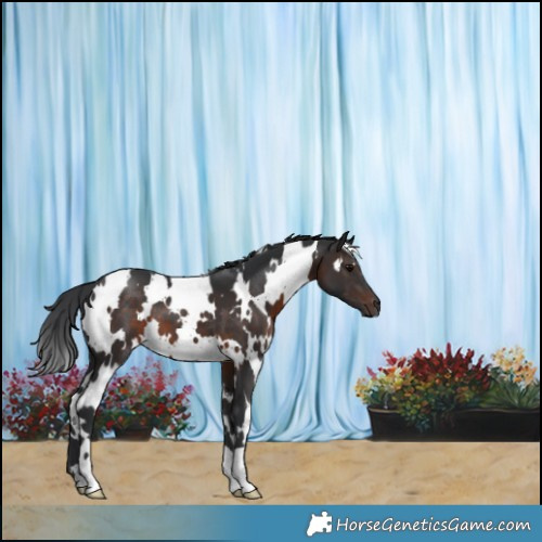 Horse Color:White Spotted Brown 