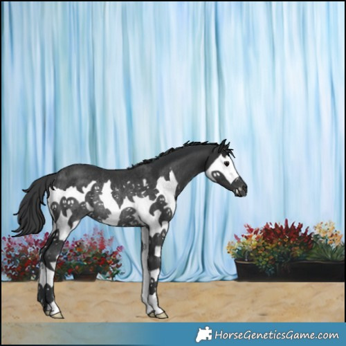 Horse Color:Black Splash Rabicano