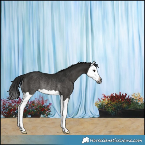Horse Color:Gray Black Splash Rabicano 