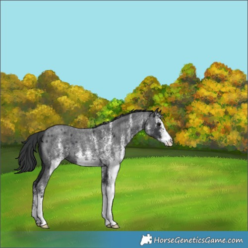 Horse Color:White Spotted Blue Roan 