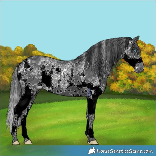 Horse Color:Black Ice Sabino Splash Appaloosa 