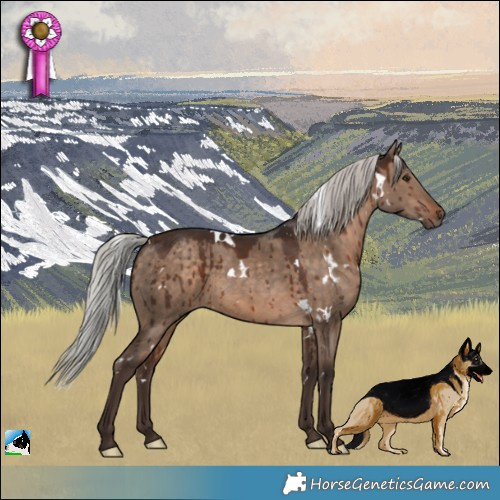 Horse Color:White Spotted Silver Brown Dun Rabicano Brindle 