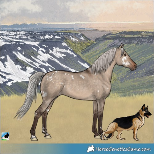 Horse Color:White Spotted Silver Bay Dun Rabicano 