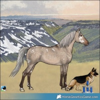 Horse Color:White Spotted Silver Bay Dun Rabicano