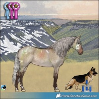Horse Color:White Spotted Silver Bay Dun Rabicano 