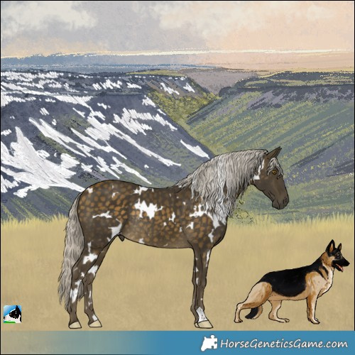 Horse Color:White Spotted Silver Buckskin Rabicano