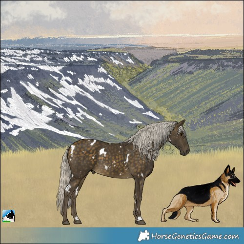 Horse Color:White Spotted Silver Buckskin Rabicano 