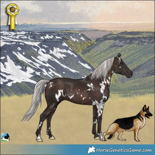 Horse Color:White Spotted Silver Brown Rabicano 