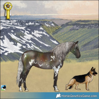 Horse Color:White Spotted Silver Brown Rabicano