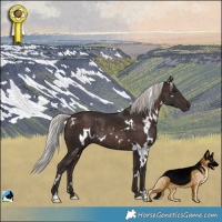 Horse Color:White Spotted Silver Brown Rabicano