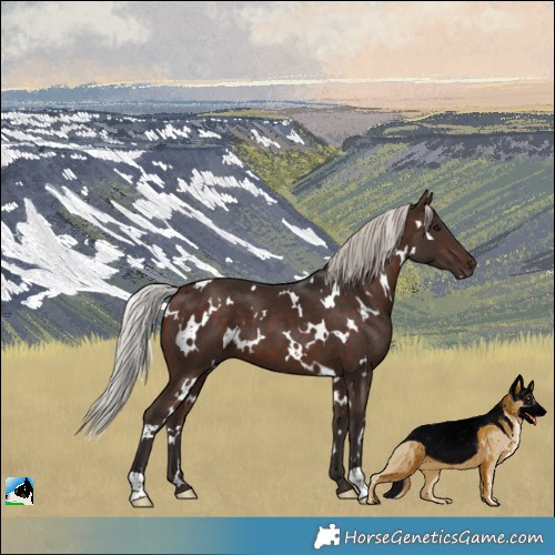 Horse Color:White Spotted Silver Brown