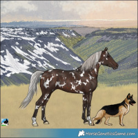 Horse Color:White Spotted Silver Brown