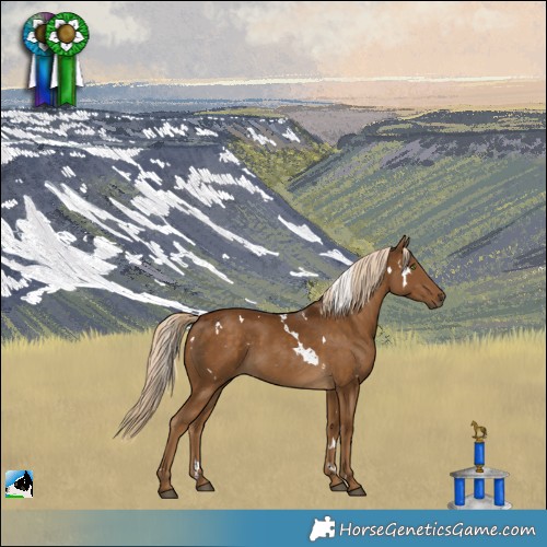 Horse Color:White Spotted Chocolate Palomino