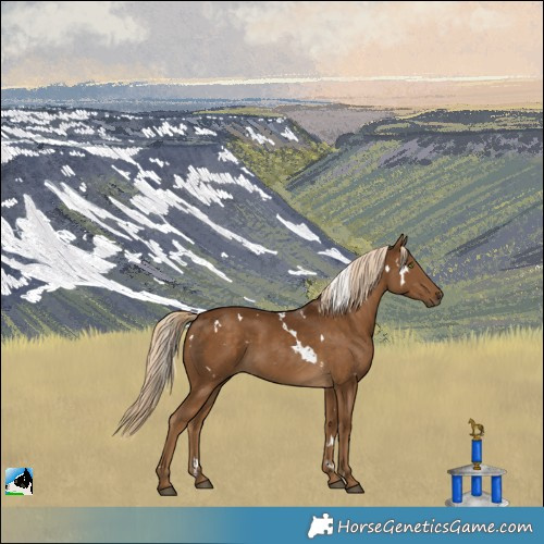 Horse Color:White Spotted Chocolate Palomino 