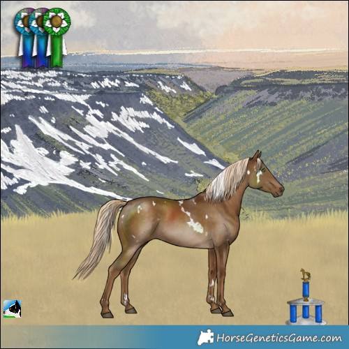 Horse Color:White Spotted Chocolate Palomino 