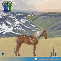 Horse Color:White Spotted Chocolate Palomino 