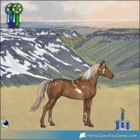 Horse Color:White Spotted Chocolate Palomino 