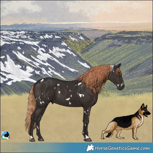 Horse Color:White Spotted Liver Chestnut 