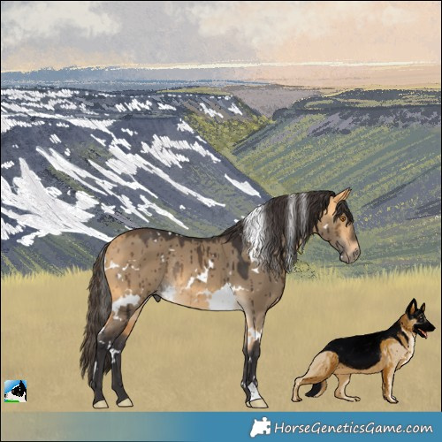 Horse Color:White Spotted Buckskin Dun Rabicano Brindle 