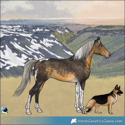 Horse Color:Silver Buckskin Tobiano Rabicano 